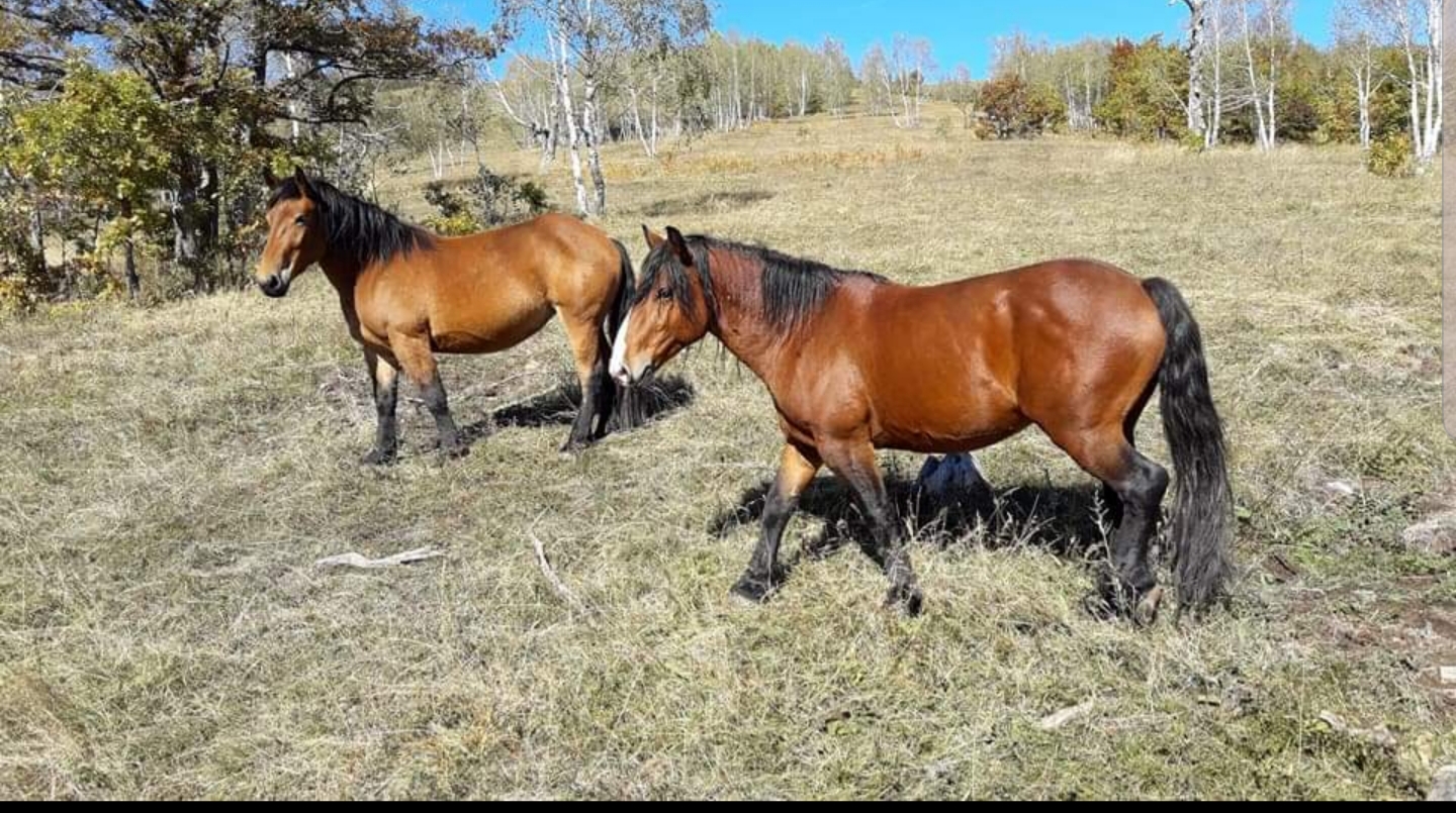 Poludivlji konji na planini Stolovi