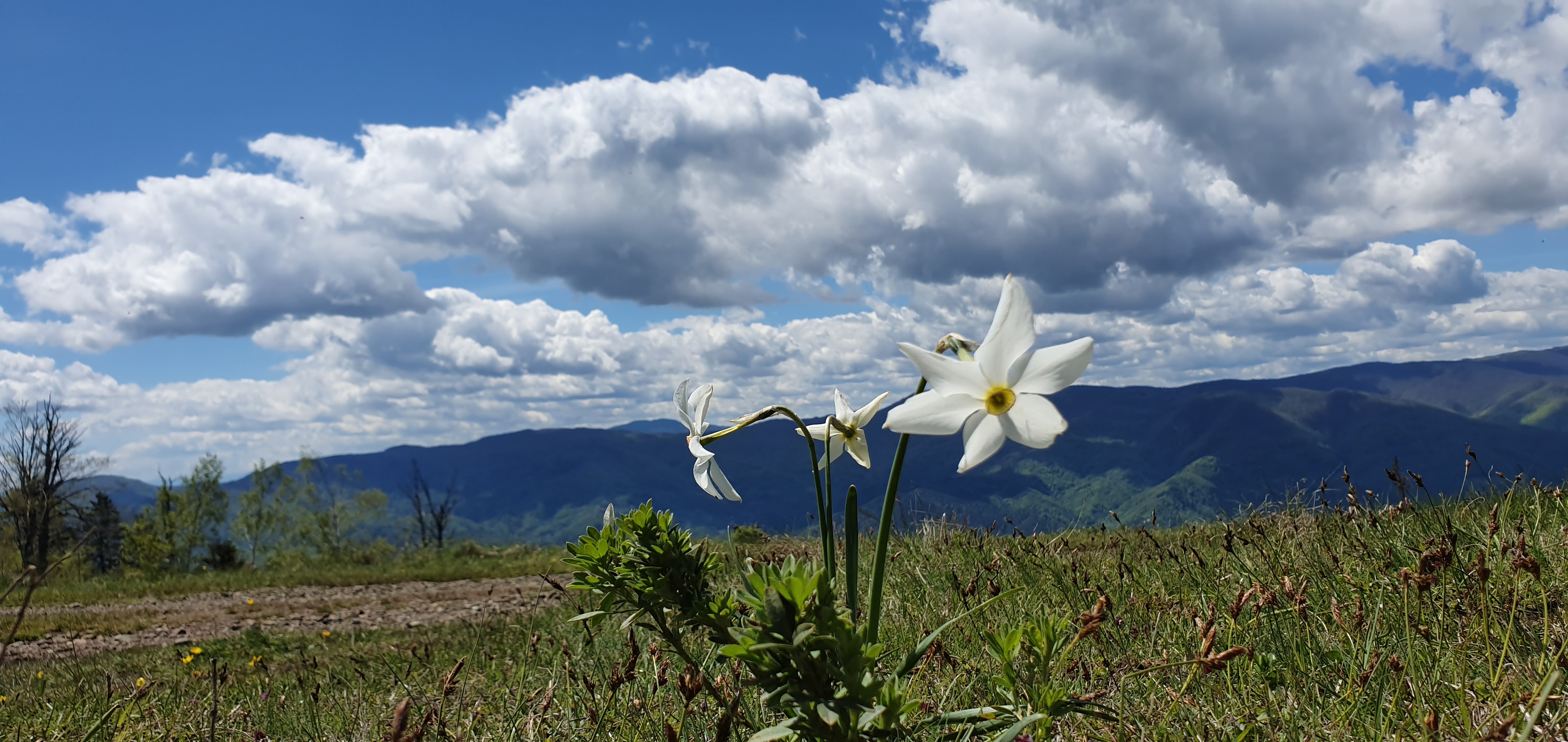 Narcisi na planini Stolovi